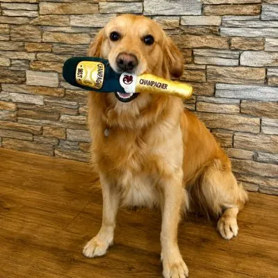 Ein Hund in der Praxis